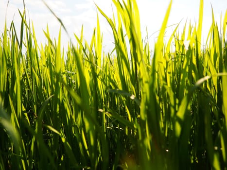 Beautiful lush green grass in the meadow or field. Winter wheat has grown on farmland. Sunny weather. Field, glade or meadow with wild vegetation. Natural background.