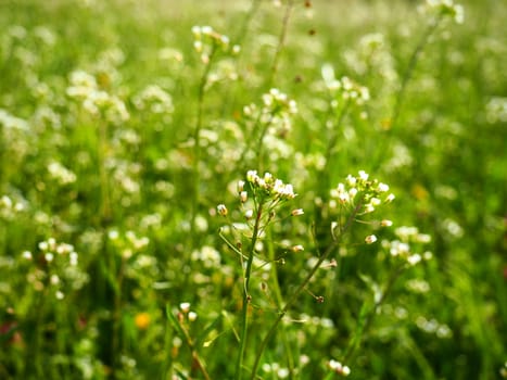 Shepherd's purse plant in the meadow. Capsella bursa-pastoris. Meadow or field. Lawn in the forest. Blooming field grasses. Blooming wild meadow or pasture. Fresh green grass in spring. White flowers