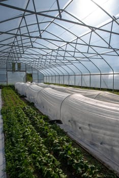 Dramatic interior in natural light of an organic farm vegetable greenhouse with rows of leafy green vegetable spinach and kale under white garden fabric hoops. Excellent color and lines, no people.