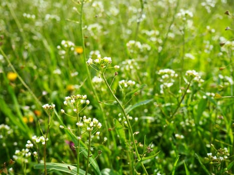 Shepherd's purse plant in the meadow. Capsella bursa-pastoris. Meadow or field. Lawn in the forest. Blooming field grasses. Blooming wild meadow or pasture. Fresh green grass in spring. White flowers
