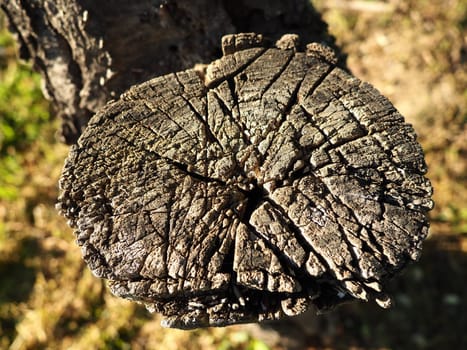 Wood cut background. An old saw cut on a withered tree. Stump close-up, gray wood. Harvesting firewood from wood from fruit trees.
