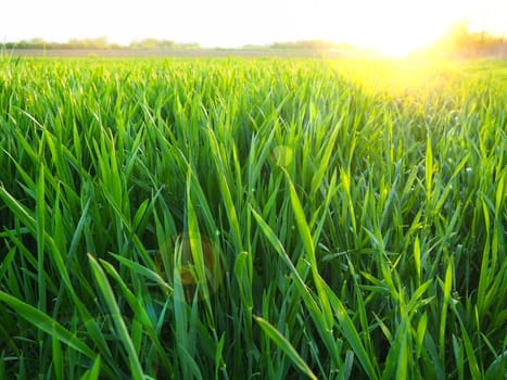 Grass or wheat in sunlight. A field with green grass at the rising or setting of the golden yellow sun. The beauty of the environment. The light rays gently envelop the plants. Spring summer in Serbia