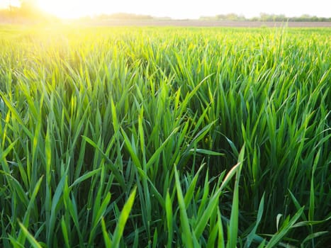 Grass or wheat in sunlight. A field with green grass at the rising or setting of the golden yellow sun. The beauty of the environment. The light rays gently envelop the plants. Spring summer in Serbia