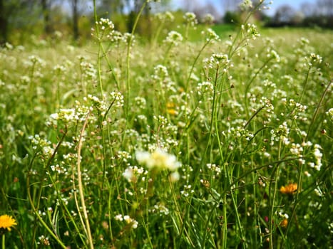 Shepherd's purse plant in the meadow. Capsella bursa-pastoris. Meadow or field. Lawn in the forest. Blooming field grasses. Blooming wild meadow or pasture. Fresh green grass in spring. White flowers