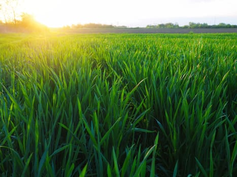 Grass or wheat in sunlight. A field with green grass at the rising or setting of the golden yellow sun. The beauty of the environment. The light rays gently envelop the plants. Spring summer in Serbia