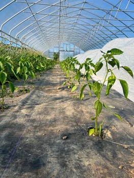 Organic vegetable garden greenhouse interior with closeup of green hot peppe rplants with weed control ground cover and white fabric hoop crop row cover. Beautiful colorful blue sky sen through greenhouse structure. Vertical image with no people and copy space.
