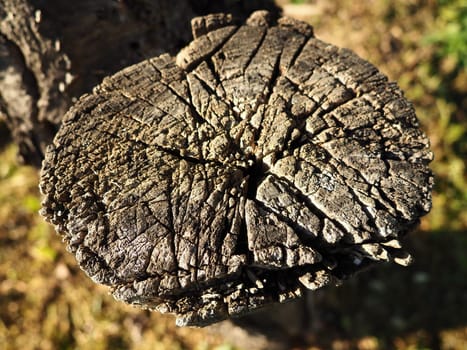 Wood cut background. An old saw cut on a withered tree. Stump close-up, gray wood. Harvesting firewood from wood from fruit trees.