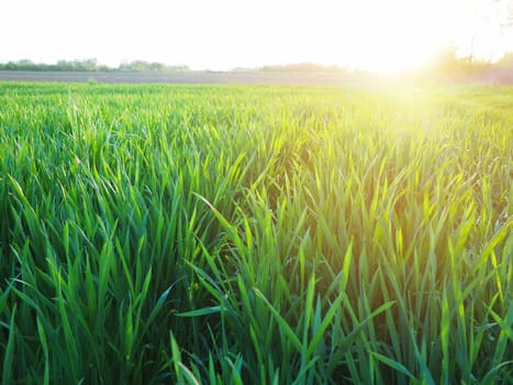 Grass or wheat in sunlight. A field with green grass at the rising or setting of the golden yellow sun. The beauty of the environment. The light rays gently envelop the plants. Spring summer in Serbia