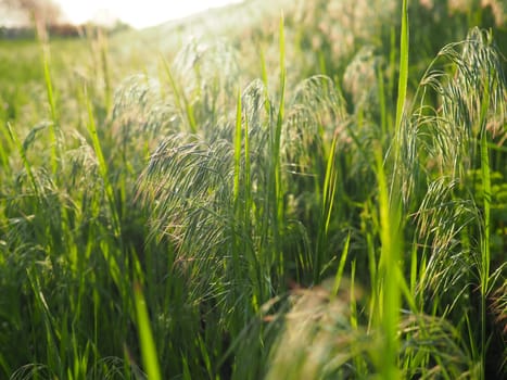 Spectacular view of green rural land and cultivated fields. Europe. Ecology concept. Photo wallpaper. Abstract natural pattern. Beauty of earth.