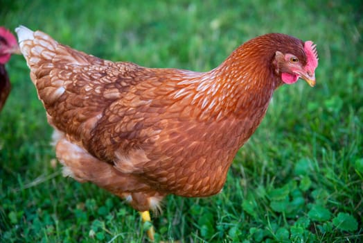 Closeup of beautiful healthy free range Rhode Island Red farm chicken hen in  green grass, with colorful textured feathers and organic farm nature background. No people, with copy space, green grass, and sunshine.
