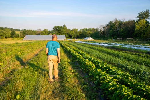 Caucasian man active senior farmer inspects rows of vegetables in idyllic organic farm garden with floating row covers and greenhouse background, sunny sky, and copy space.