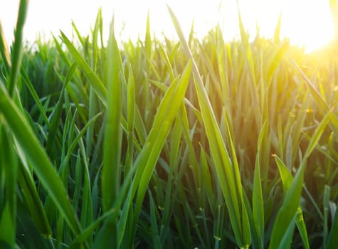 Grass or wheat in sunlight. A field with green grass at the rising or setting of the golden yellow sun. The beauty of the environment. The light rays gently envelop the plants. Spring summer in Serbia