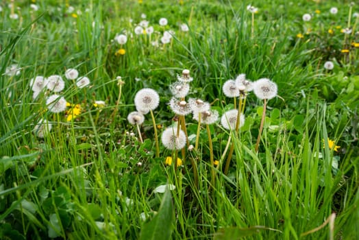 Fluffy dandelions gone to seed in a sunny green pasture meadow with tall overgrown grass. Dandelion flower seed tufts, no people, with copy space.