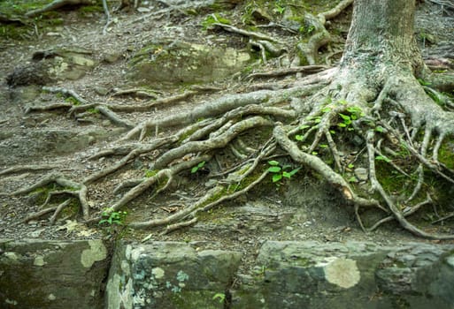 Beautiful tangled old roots on the forest floor nature background with old gray stones and  Pennsylvania woodland background. No people with copy space.