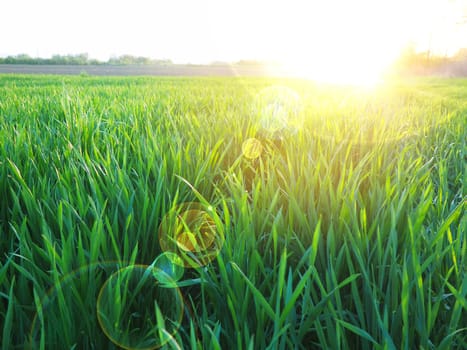 Grass or wheat in sunlight. A field with green grass at the rising or setting of the golden yellow sun. The beauty of the environment. The light rays gently envelop the plants. Spring summer in Serbia