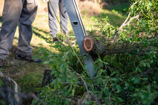 A pile of freshly trimmed branches with lush foliage on the ground at the bottom of a ladder. Tree growth rings are clearly visible and two workmen stand in the defocused background in natural sun light with copy space.