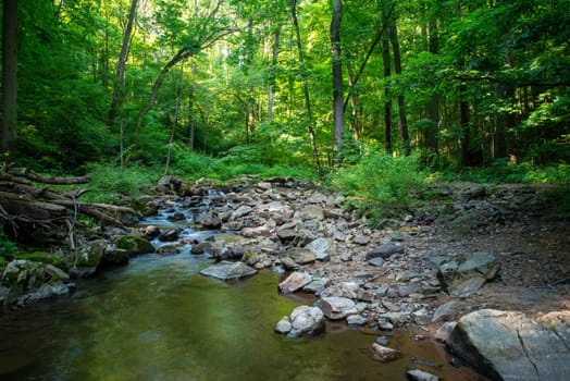 Green woodland nature background with gray stones and water flowing toward ther camera in a stream reflecting lush foliage overhead. Natural light with no people and copy space.