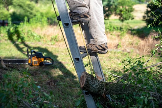 Closeup of man's feet climbing an outdoor ladder with a chainsaw in the background and cut tree branches at the base of the ladder in the sunshine with tree rings visible as well as the shadow of the man on the ladder. With copy space, shot in natural light