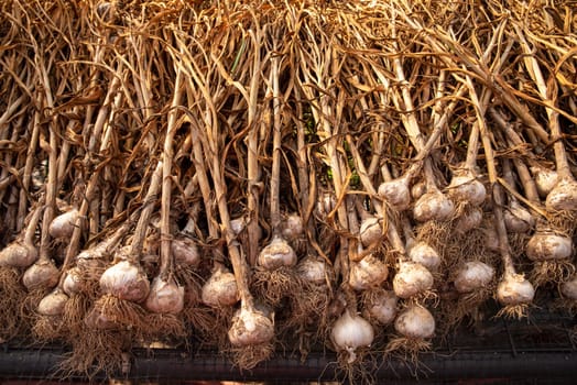Beautiful garlic plants with stalk, bulb, and roots visible as well as garden soil on skins laid out to dry cure on screens on an organic vegetable farm in golden hour sunlight with no people.