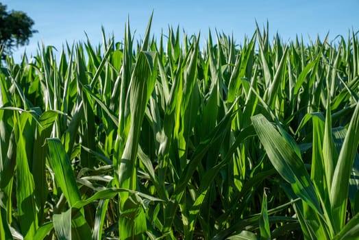 Soft color and leaf texture visible in this closeup image of a field of ripening corn plants cornstalks in agricultural field that goes to the horizon. No people with copy space.