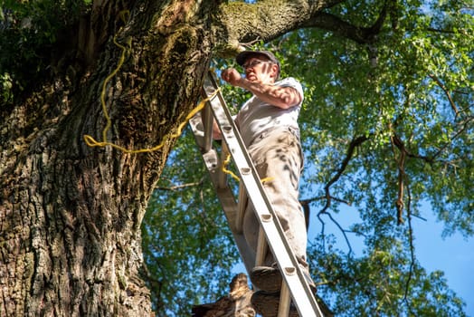 Caucasian man at the top of a ladder leaning against a large tree with a diseased branch tying a rope to secure the ladder. Blue sky and tall leafy branches in background and  trunk bark texture.