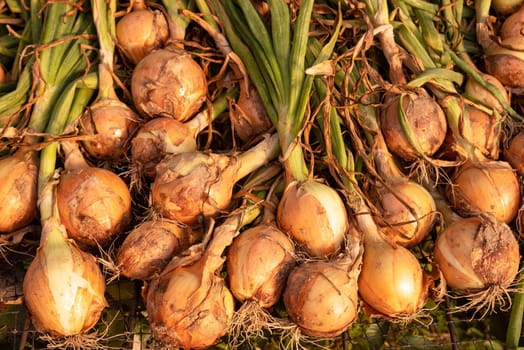 Onions with green stems, skins, roots, and garden soil still attached drying in an open air greenhouse in golden hour sunlight on an organic vegetable farm. Great vegetable cooking background.