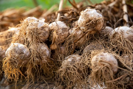 Selective focus with copy space. Beautiful garlic plants with stalk, bulb, and roots visible as well as garden soil on skins laid out to dry cure on screens on an organic vegetable farm in golden hour sunlight with no people.