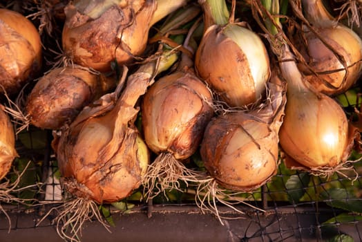 Onions with green stems, skins, roots, and garden soil still attached drying in an open air greenhouse in golden hour sunlight on an organic vegetable farm. Great vegetable cooking background.