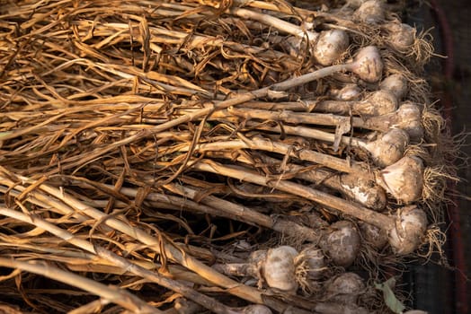 Rustic image of fresh harvested organic garlic heaped on a market table. Long brown stalks and garden soil still visible on garlic clove bulbs. Delicious looking ingredient image. Copy space and no people.