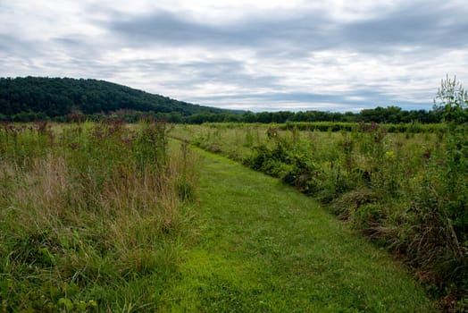 A dramatic sky with clouds over a wildflower meadow field with a green tree covered hill in the background. Path curves left and is neatly cut with tall plants on either side. Idyllic journey concept.