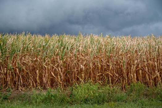 Ominous storm clouds over a late summer ripening corn field. Corn is near harvest with brown stalks. Green grass foreground dramatic seasonal weather colors and textures of agricultural corn field nature background with copy space.