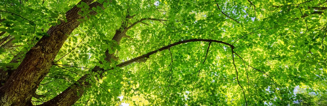 Old giant linden tree with fresh young foliage. Panoramic bottom view.