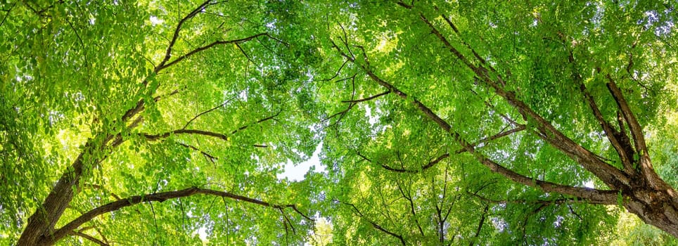 Giant linden tree's branches with fresh young foliage. Beautiful bottom view. Panoramic background.