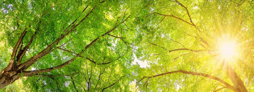 Giant linden tree's branches with fresh young foliage. Beautiful bottom view. Panoramic background.