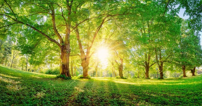 Beautiful background of the sunrise in natural deciduous park. Morning in the spring woodland.