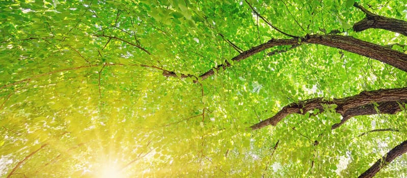 Giant linden tree's branches with fresh young foliage. Beautiful bottom view.