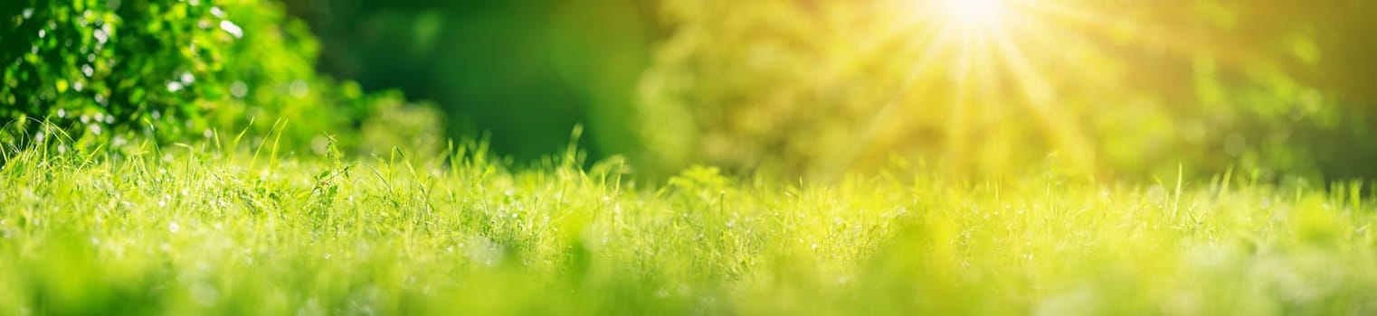 Panoramic view of the fresh green grass in natural park. Concept of the wallpapre and background.