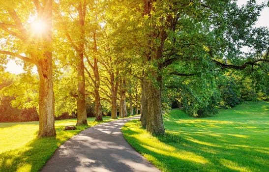 Beautiful background of the path in public park with old oak trees. Sunshine in natural parkland.