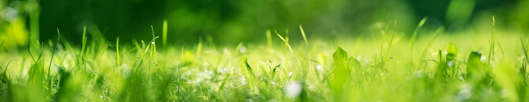 Panoramic closeup view of the fresh green grass in nature. Concept of the wallpapre and background.