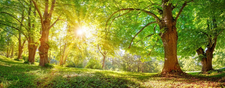 Beautiful background of the sunrise in natural deciduous park. Morning in the spring woodland.