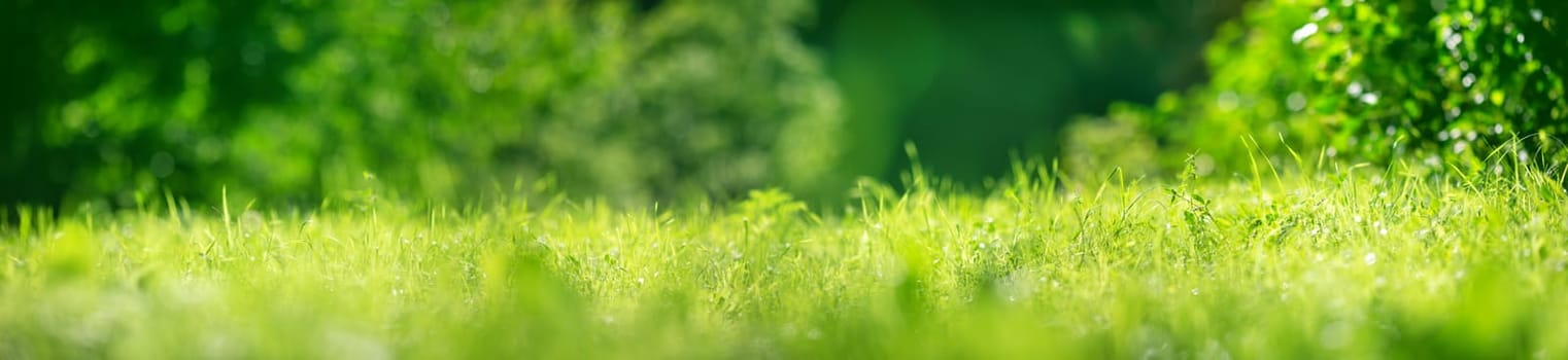 Panoramic closeup view of the fresh green grass in nature. Concept of the wallpapre and background.