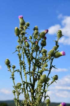 common cotton thistle in summer along the way