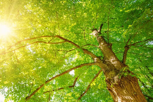 Giant linden tree's branches with fresh young foliage. Beautiful bottom view.