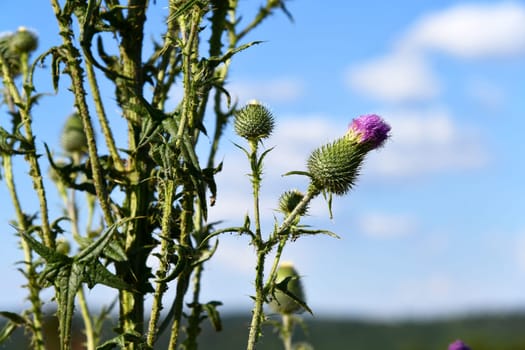 common cotton thistle in summer along the way