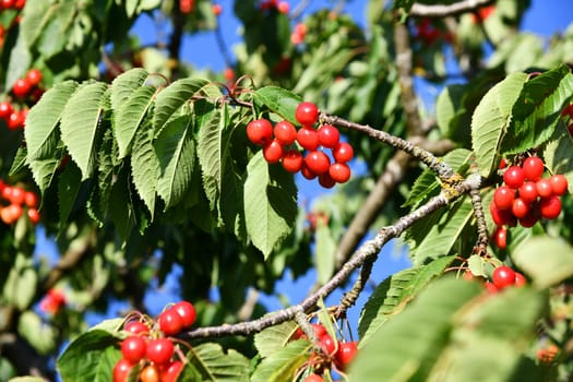 Cherry tree with delicious fruits