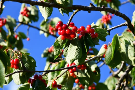 Cherry tree with delicious fruits