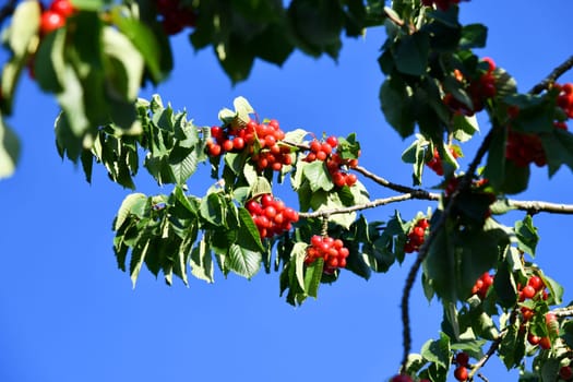 Cherry tree with delicious fruits