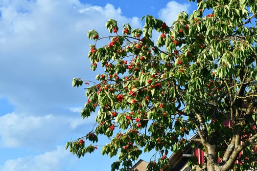 Cherry tree with delicious fruits