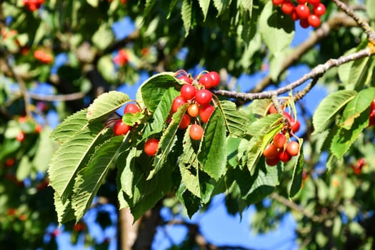 Cherry tree with delicious fruits