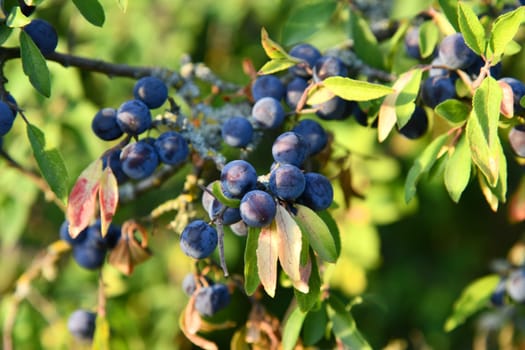 Blackthorn with blue-black fruits in autumn